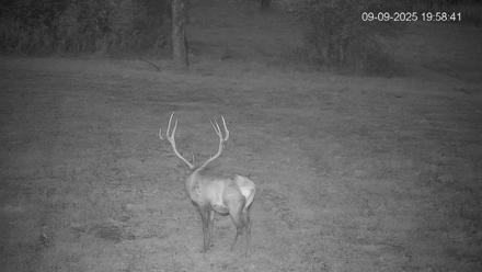 Pennsylvania Elk Live Webcam - Sep 9, 2025, 8:01pm EDT