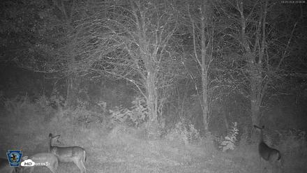 Pennsylvania Elk Live Webcam - Sep 9, 2026, 8:10pm EDT