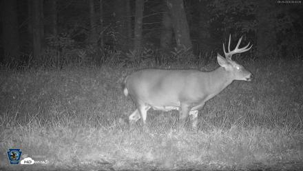 Pennsylvania Elk Live Webcam - Sep 29, 2026, 5:44am EDT