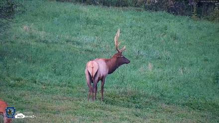 Pennsylvania Elk Live Webcam - Sep 8, 2026, 6:41pm EDT