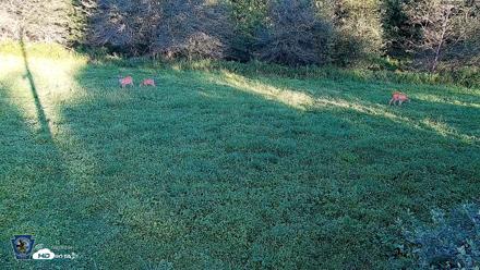 Pennsylvania Elk Live Webcam - Aug 21, 2026, 6:40pm EDT