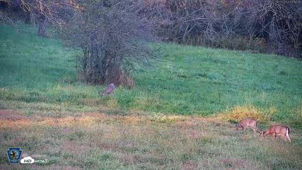 Pennsylvania Elk Live Webcam - Oct 3, 2026, 6:20pm EDT