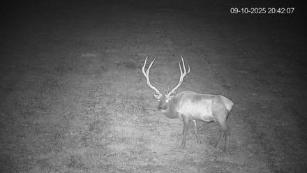 Pennsylvania Elk Live Webcam - Sep 10, 2025, 8:42pm EDT