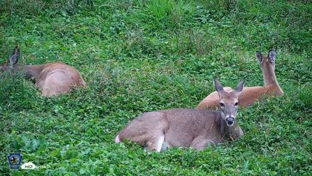 Pennsylvania Elk Live Webcam - Sep 28, 2026, 5:21pm EDT