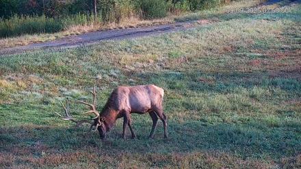 Pennsylvania Elk Live Webcam - Sep 9, 2025, 7:55am EDT