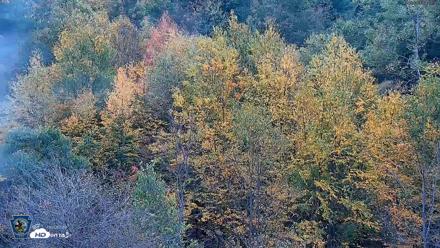 Pennsylvania Elk Live Webcam - Oct 2, 2026, 8:45am EDT