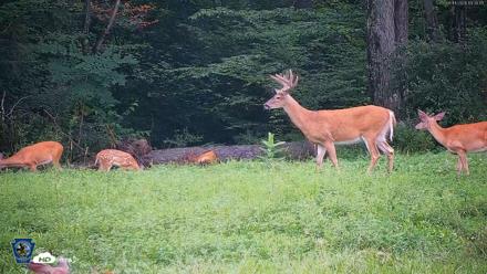 Pennsylvania Elk Live Webcam - Aug 11, 2026, 7:38pm EDT