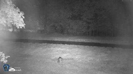 Pennsylvania Elk Live Webcam - Oct 2, 2026, 6:32am EDT