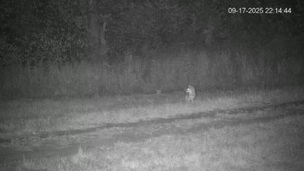 Pennsylvania Elk Live Webcam - Sep 17, 2025, 10:15pm EDT