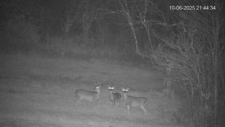 Pennsylvania Elk Live Webcam - Oct 6, 2025, 9:45pm EDT