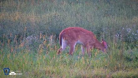 Pennsylvania Elk Live Webcam - Aug 27, 2026, 6:36pm EDT