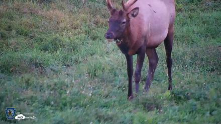 Pennsylvania Elk Live Webcam - Sep 8, 2026, 7:07pm EDT