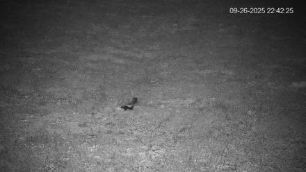 Pennsylvania Elk Live Webcam - Sep 26, 2025, 10:43pm EDT