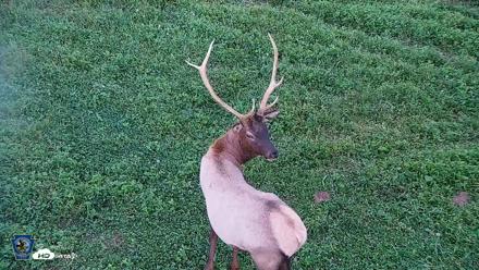 Pennsylvania Elk Live Webcam - Sep 6, 2026, 7:40pm EDT