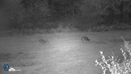 Pennsylvania Elk Live Webcam - Oct 2, 2026, 6:44am EDT