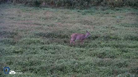 Pennsylvania Elk Live Webcam - Sep 28, 2026, 6:56am EDT