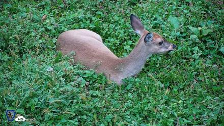 Pennsylvania Elk Live Webcam - Oct 2, 2026, 5:31pm EDT