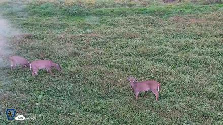 Pennsylvania Elk Live Webcam - Oct 1, 2026, 5:41pm EDT