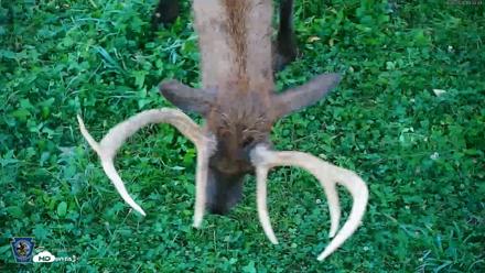 Pennsylvania Elk Live Webcam - Sep 6, 2026, 7:37pm EDT
