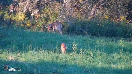 Pennsylvania Elk Live Webcam - Sep 5, 2026, 6:25pm EDT