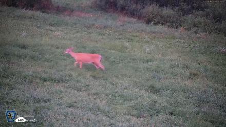 Pennsylvania Elk Live Webcam - Aug 15, 2026, 8:26pm EDT