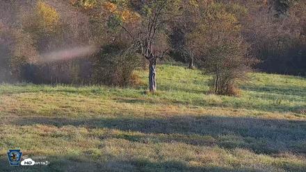 Pennsylvania Elk Live Webcam - Oct 3, 2026, 8:34am EDT