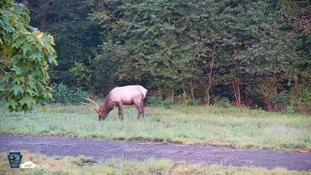 Pennsylvania Elk Live Webcam - Aug 27, 2026, 7:20am EDT
