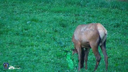 Pennsylvania Elk Live Webcam - Aug 7, 2026, 7:27pm EDT