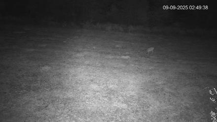 Pennsylvania Elk Live Webcam - Sep 9, 2025, 2:50am EDT