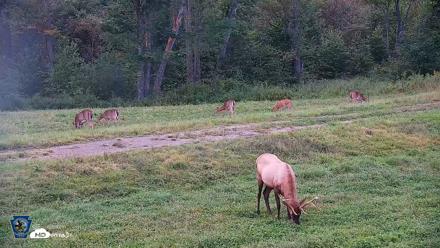 Pennsylvania Elk Live Webcam - Sep 8, 2026, 7:22pm EDT