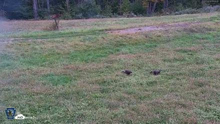Pennsylvania Elk Live Webcam - Sep 30, 2026, 11:51am EDT