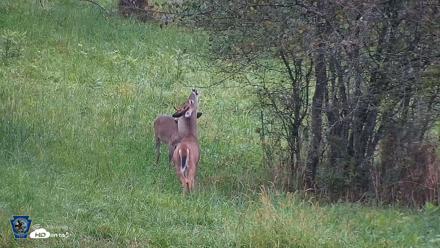 Pennsylvania Elk Live Webcam - Sep 28, 2026, 6:45pm EDT