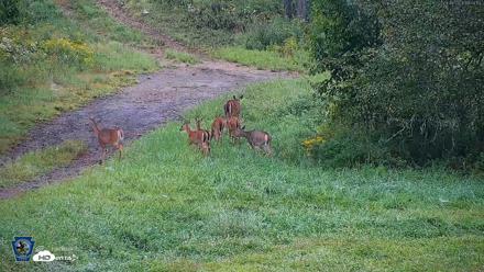 Pennsylvania Elk Live Webcam - Sep 6, 2026, 9:05am EDT