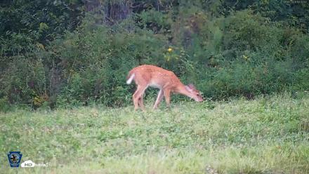 Pennsylvania Elk Live Webcam - Sep 4, 2026, 6:15pm EDT