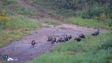 Pennsylvania Elk Live Webcam - Sep 9, 2026, 8:52am EDT