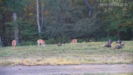 Pennsylvania Elk Live Webcam - Aug 30, 2025, 6:42pm EDT