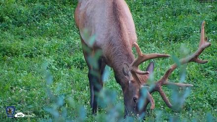 Pennsylvania Elk Live Webcam - Aug 8, 2026, 7:29pm EDT
