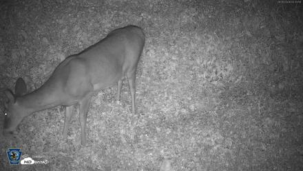 Pennsylvania Elk Live Webcam - Sep 30, 2026, 3:35am EDT