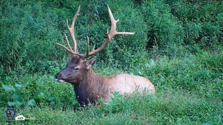 Pennsylvania Elk Live Webcam - Aug 27, 2026, 6:50pm EDT