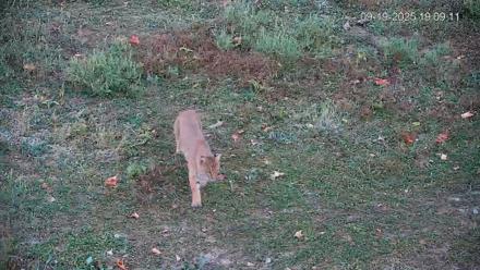 Pennsylvania Elk Live Webcam - Sep 19, 2025, 7:10pm EDT
