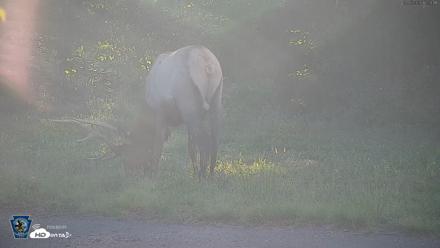 Pennsylvania Elk Live Webcam - Sep 6, 2026, 5:58pm EDT