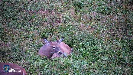 Pennsylvania Elk Live Webcam - Oct 2, 2026, 6:48pm EDT