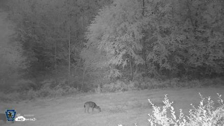 Pennsylvania Elk Live Webcam - Oct 2, 2026, 6:43am EDT