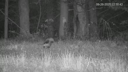 Pennsylvania Elk Live Webcam - Sep 26, 2025, 10:31pm EDT