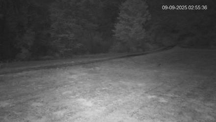 Pennsylvania Elk Live Webcam - Sep 9, 2025, 2:56am EDT