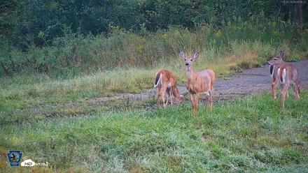 Pennsylvania Elk Live Webcam - Sep 6, 2026, 8:56am EDT
