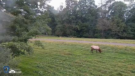 Pennsylvania Elk Live Webcam - Sep 9, 2026, 7:32pm EDT
