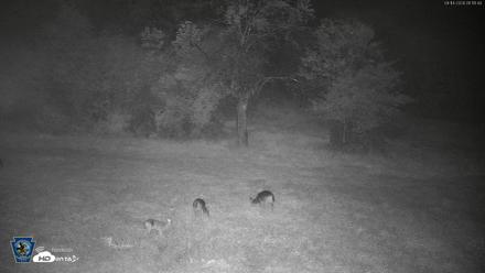 Pennsylvania Elk Live Webcam - Sep 14, 2026, 1:12am EDT