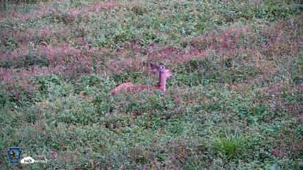 Pennsylvania Elk Live Webcam - Oct 1, 2026, 6:04pm EDT