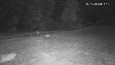 Pennsylvania Elk Live Webcam - Sep 10, 2025, 12:47am EDT